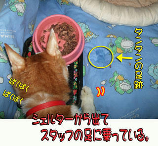 食べてる。