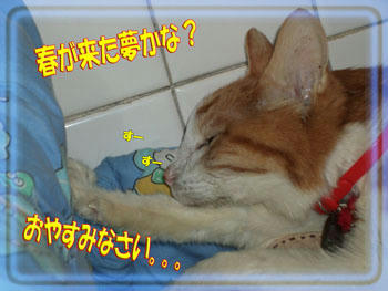 いい夢見てね♪
