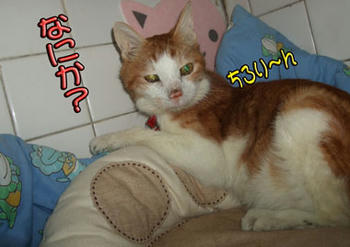 m(｡･ε･｡)mｽｲﾏｿ-ﾝ