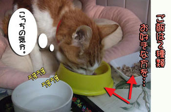 お気にはどっち？