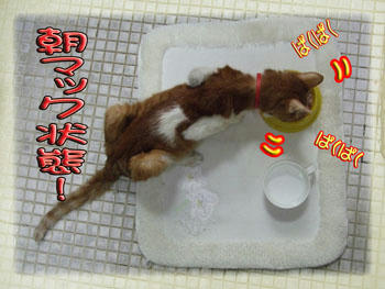 好きな処でお食べなさい。