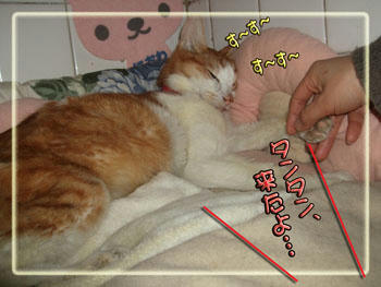 痩せたね。。(ﾉ_-｡)