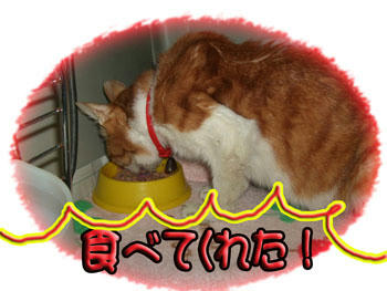 タンタン!