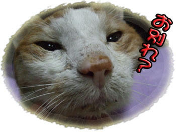 そうだよ。。