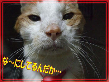 あきれちゃた…