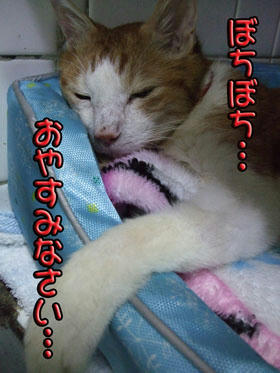 ｵ(*ﾟoﾟ)ﾔ(*ﾟOﾟ)ｽ(*ﾟ｡ﾟ)ﾐ(*ﾟｰ~)^☆