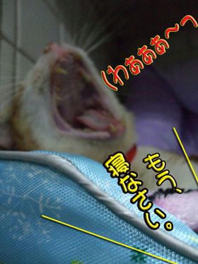 大あくびだぁ～。
