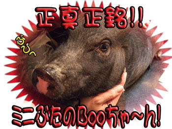 出たぁぁぁーー！