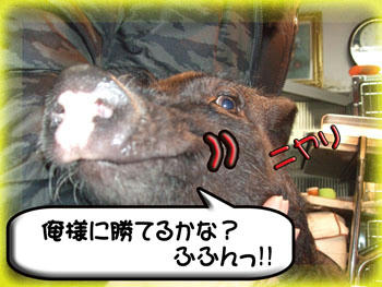 おっ？やる気満々ですね。