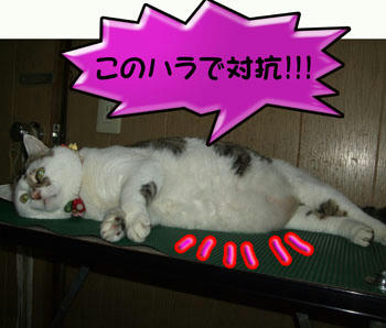 (　　　　　α　　)ﾌﾞﾀﾉｹﾂｰ
