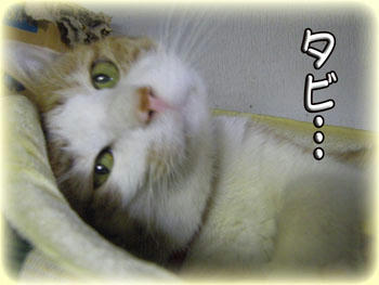 タビ…