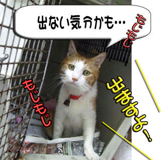 出ます！！