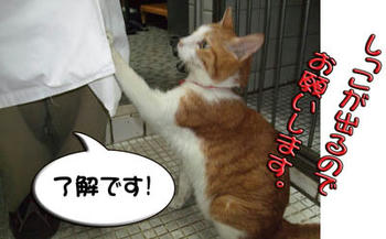 ウィッシュ♪