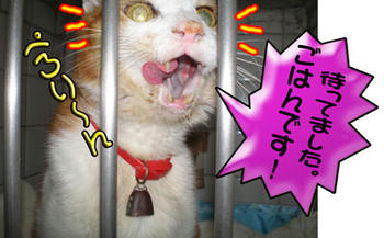 (≧≦) ゴメンヨー