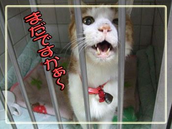 急ぎますよ。