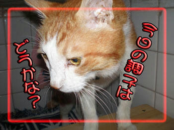 ちょっと自信ナシ?