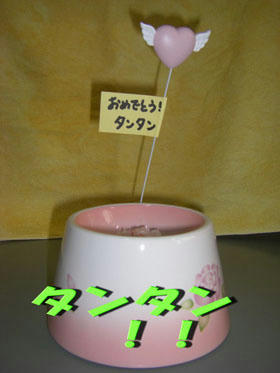 ヾ(〃^∇^)ﾉわぁい♪ 