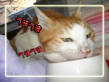 食べやすい？