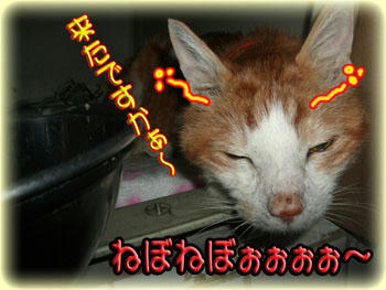 来ましたよ!