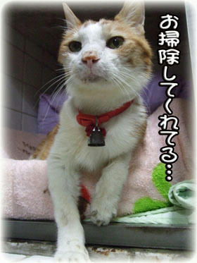 お掃除中です。