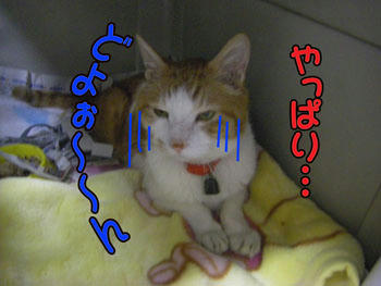 また、そんな目で…
