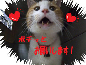 ｶﾜｲｲ　Ｏ(≧▽≦)Ｏ ﾜｰｲ♪