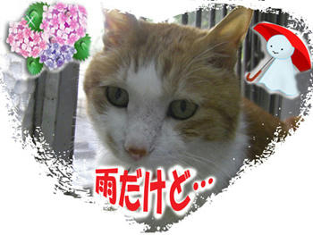 あじさいの季節