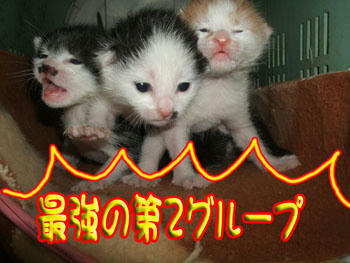 (/∇≦＼)ｱﾁｬ-!ﾐﾃﾗﾝﾅｲ