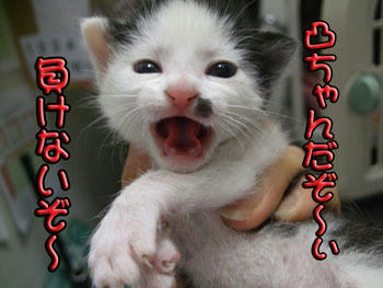 ヾ(^▽^*おわはははっ！！