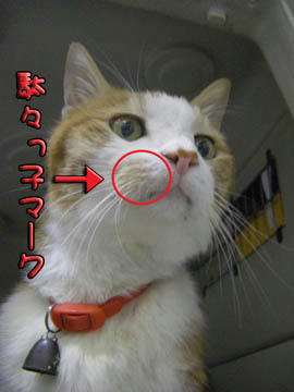 これが可愛いんだよね～