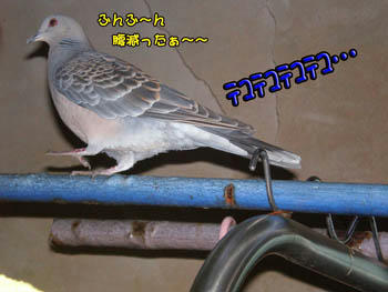 「腹減ったぁ～♪」…ぽっぽ唄