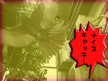 才≡⊃"├！(*ﾟ▽ﾟﾉﾉﾞ☆ﾊﾟﾁﾊﾟﾁ