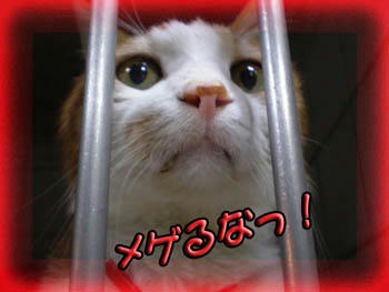 タンタン、頑張るよ。。