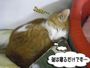 (^-^*)(･･*)(^-^*)(･･*)ｳﾝｳﾝ♪