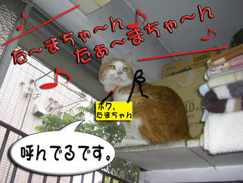 呼んでるね、嬉しいね。