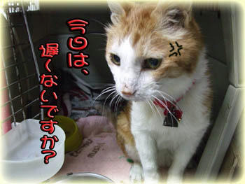 (ﾟ人ﾟ)(-人-)ゴメンネ