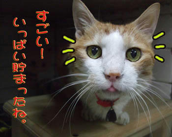 タンタンもビックリ！ﾆｬﾊﾊ(*^▽^*)