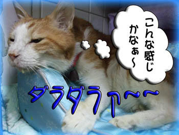いい線いってるよ、タンタン❤