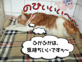 バーバリーもどきでもご満悦♪