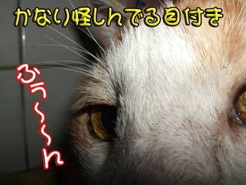 ｱﾔｼｲ!!!( ﾉ──__──)ゝｼﾞﾄｯｰ!!