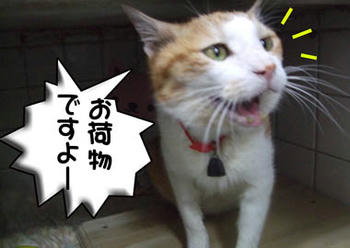 タンタンも教えてくれるの？（笑）