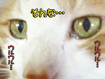 思わず涙ぐむ。。(Tｰヾ)ｴｸﾞｴｸﾞ...