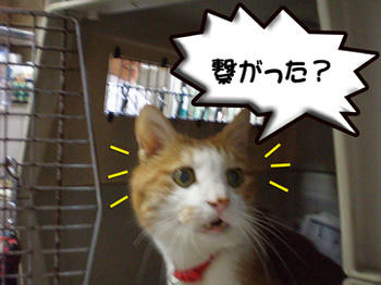 タンタンもビックリ！