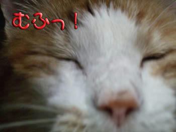 だらしないスタッフだにゃ~~
