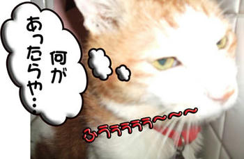 （＝v＝）ムフフ♪