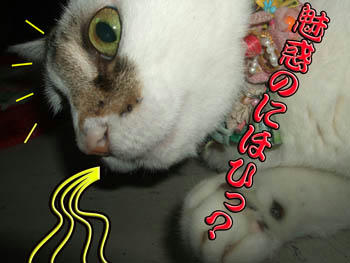 今まで寝てたくせに（笑）