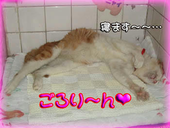2008年　9月　6日のタンタン❤　お腹がぽんぽこりん♪