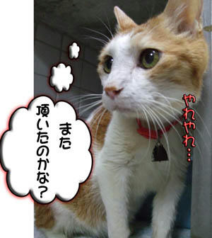 ヾ(´ε｀*)ゝ ｴﾍﾍ　頂いちゃった♪