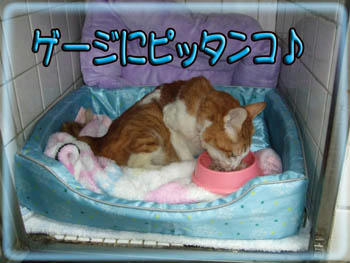 デリバリーでお食事中～