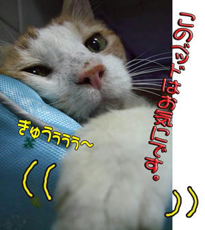 ふふふ。。